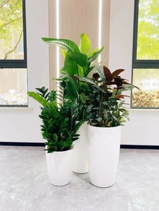 宁波前湾花卉租赁哪家强？答案就在这里！